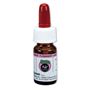 N2 Endodontic Cement 6g tekutina 